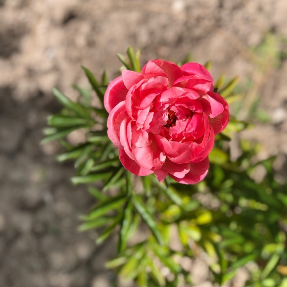 Meet your Posher, Jen - Picture 2 of 2